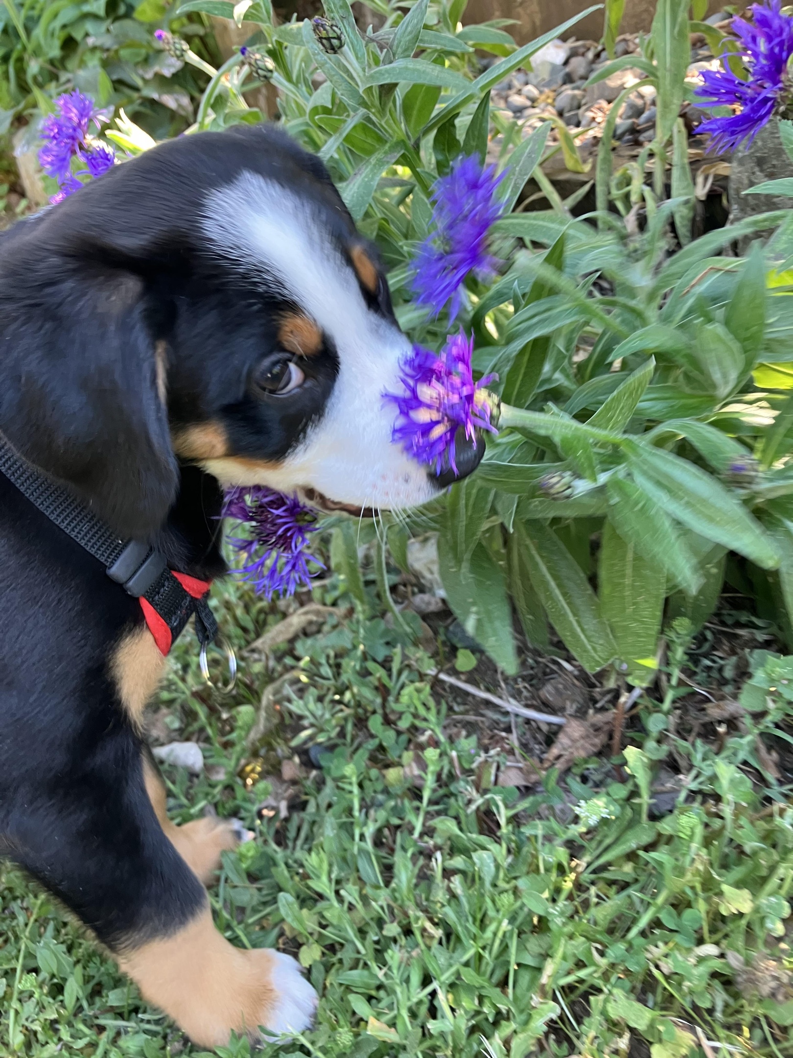 Entlebucher puppy