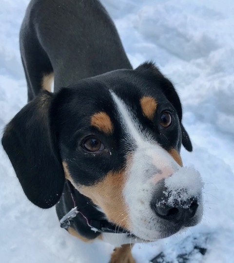 Entlebucher dog 